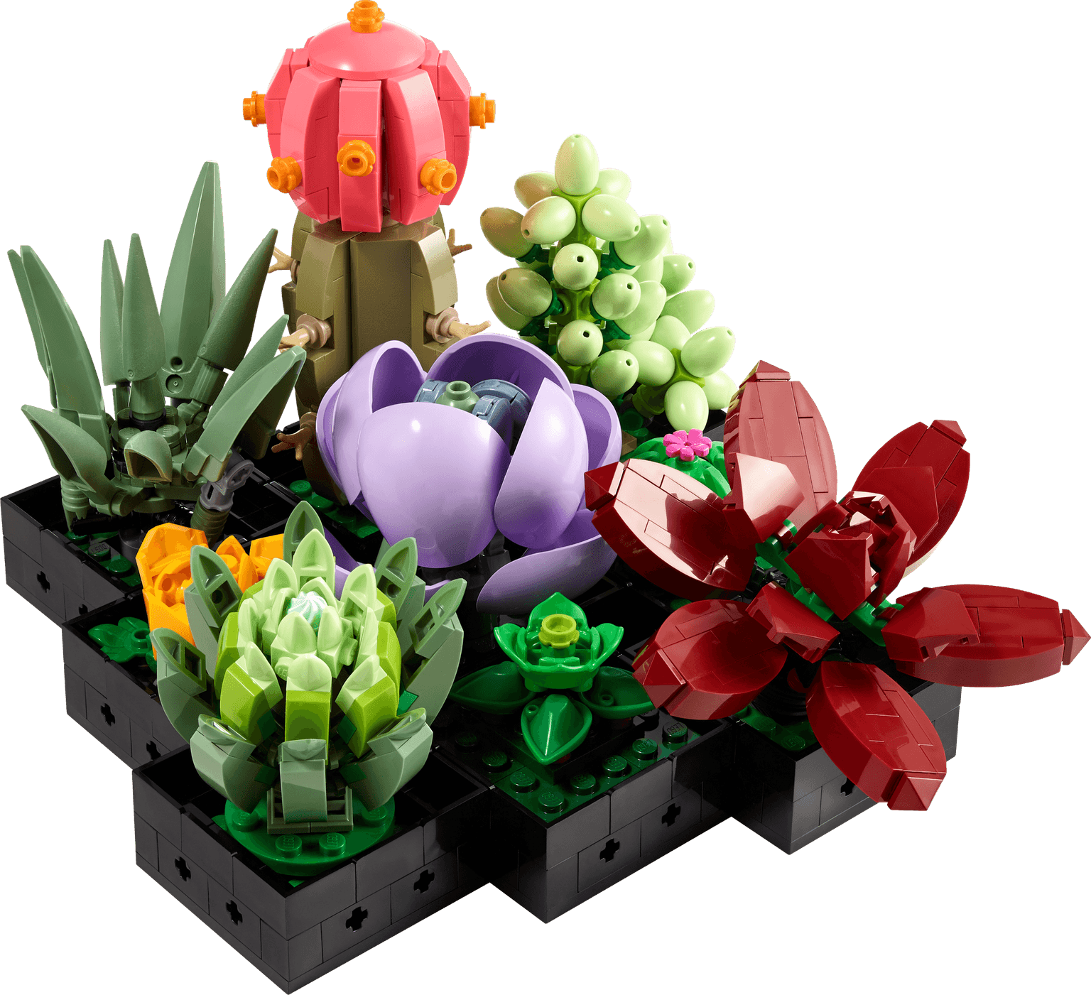 Succulents